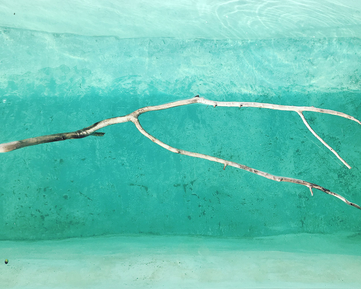 Swimming Trees - Trullo Nostrano | Cisternino | Valle d'Itria